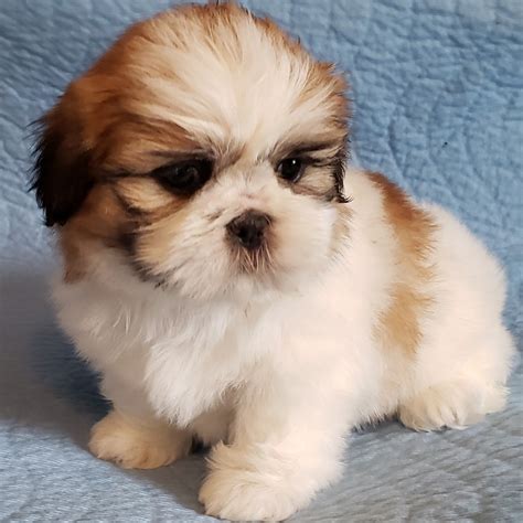 Shih Tzu Puppies For Sale .